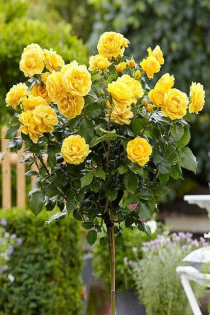 Троянда поліантова, рабатова (жовта) ШТАМБ | Rose polyanthus, discount (yellow) SHTAMB | Роза полиантовая, рабатовая (желтая) ШТАМБ